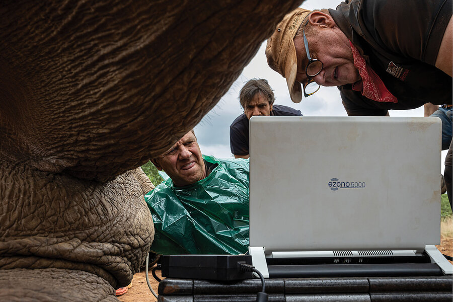 Operation Frozen Dumbo helps elephants survive - CSMonitor.com